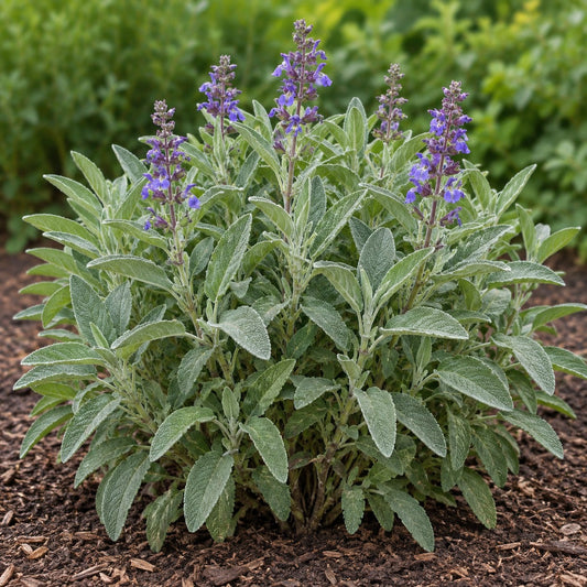 Garden Sage: Soft Gray Leaves and Lavender-Colored Spikes