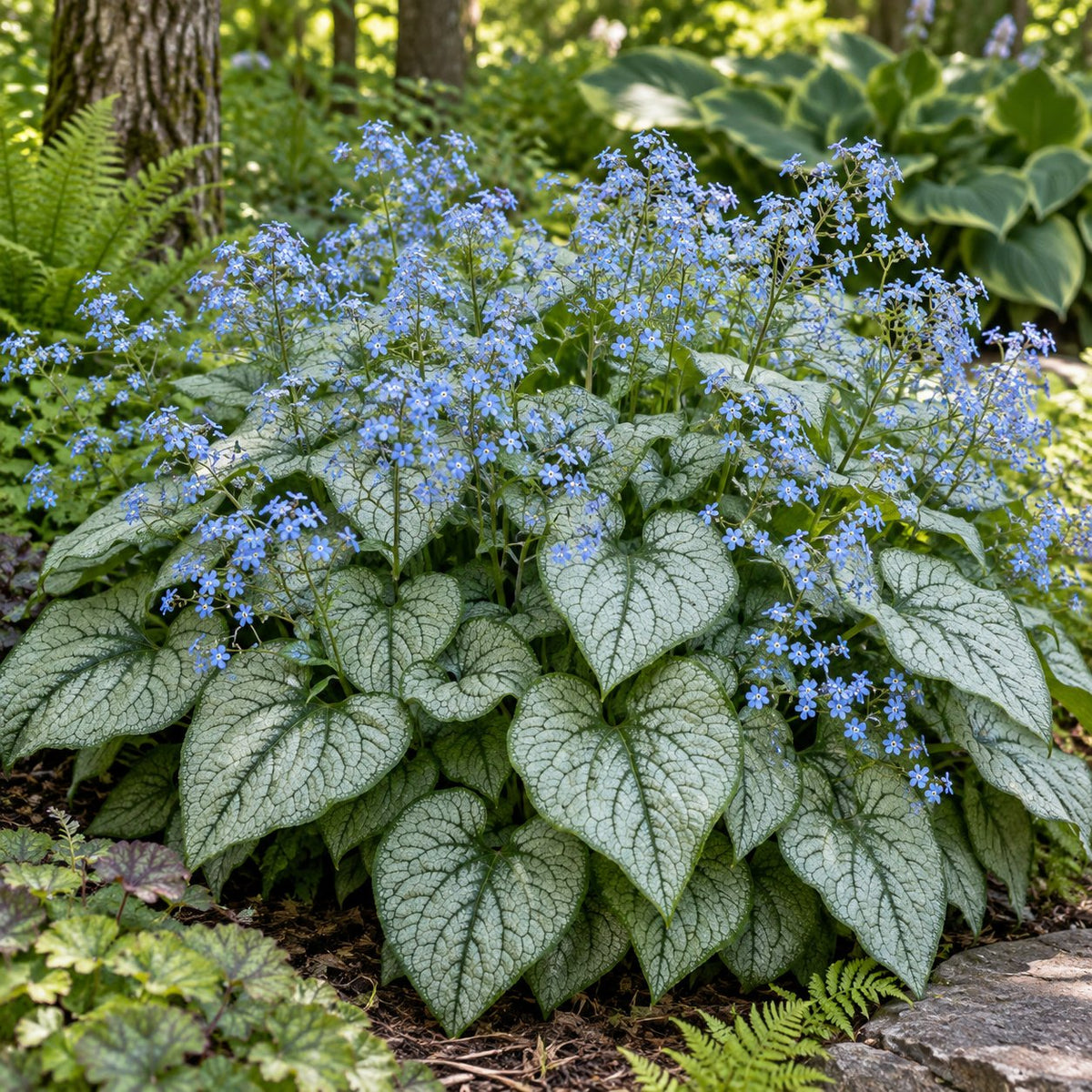 Jack of Diamonds Brunnera: Huge Silver Hearts for the Shade
