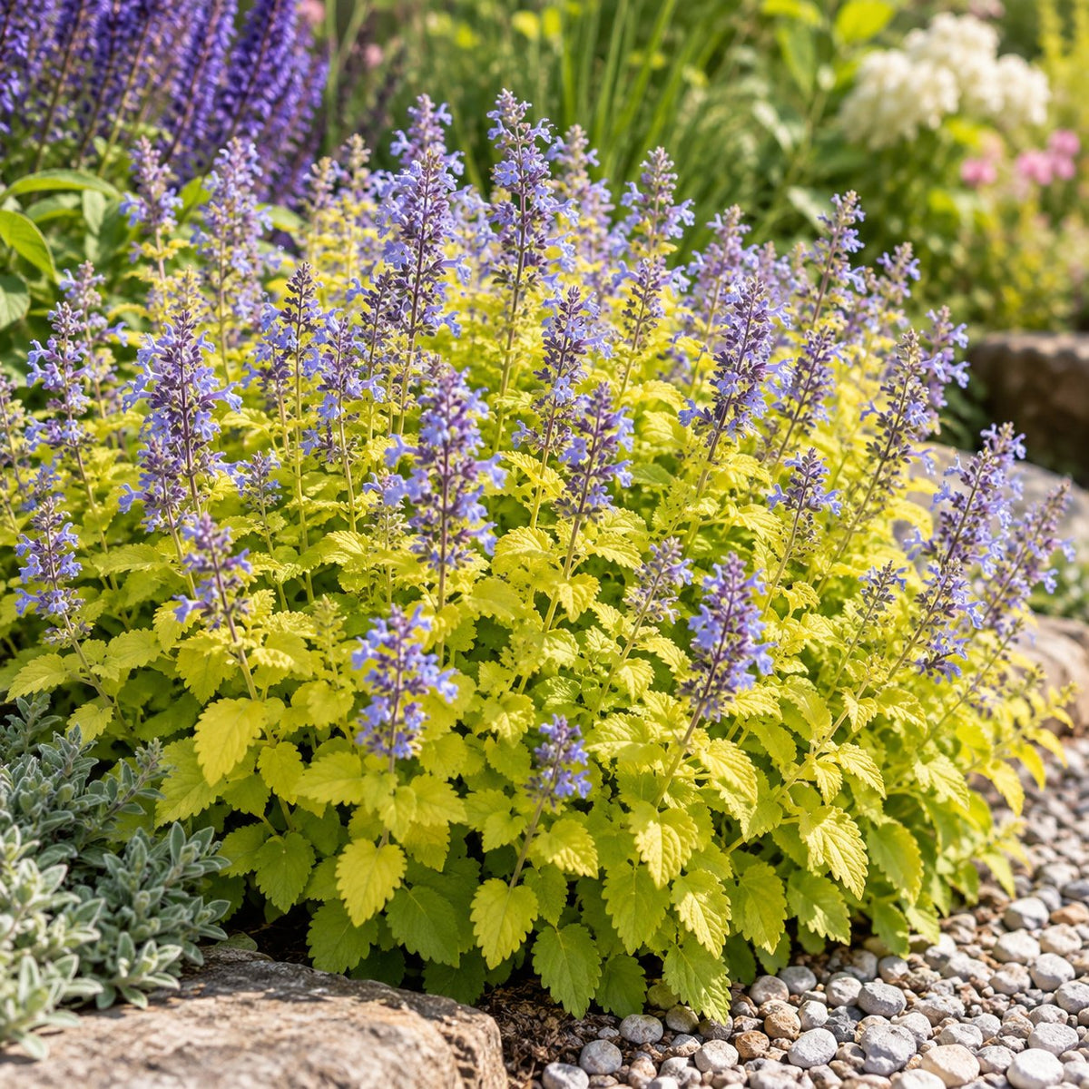 Lemon Purrfection Catmint: Gold Leaves Under a Blue Haze