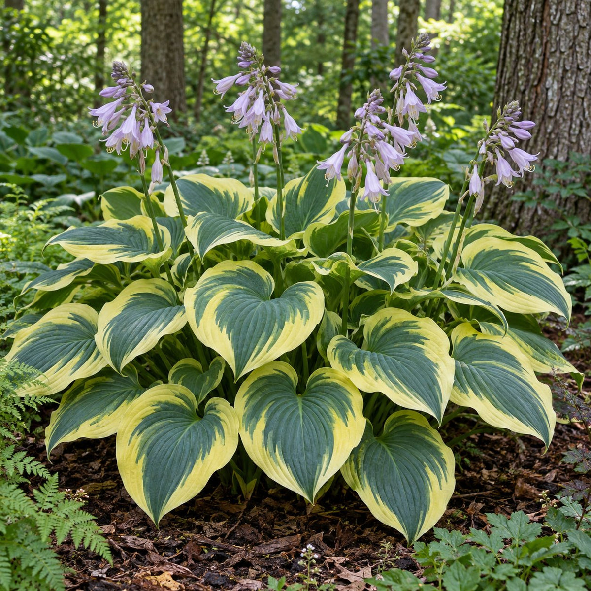 Liberty Hosta: Bold Two-Tone Leaves for the Shade Garden