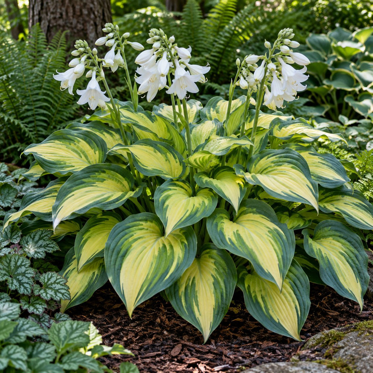 My Fair Lady Hosta: Cascading Tri-Color Leaves for Shade