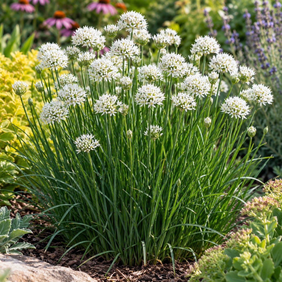 Needlepoint Ornamental Onion: Tidy White Globes for the Bed's Edge