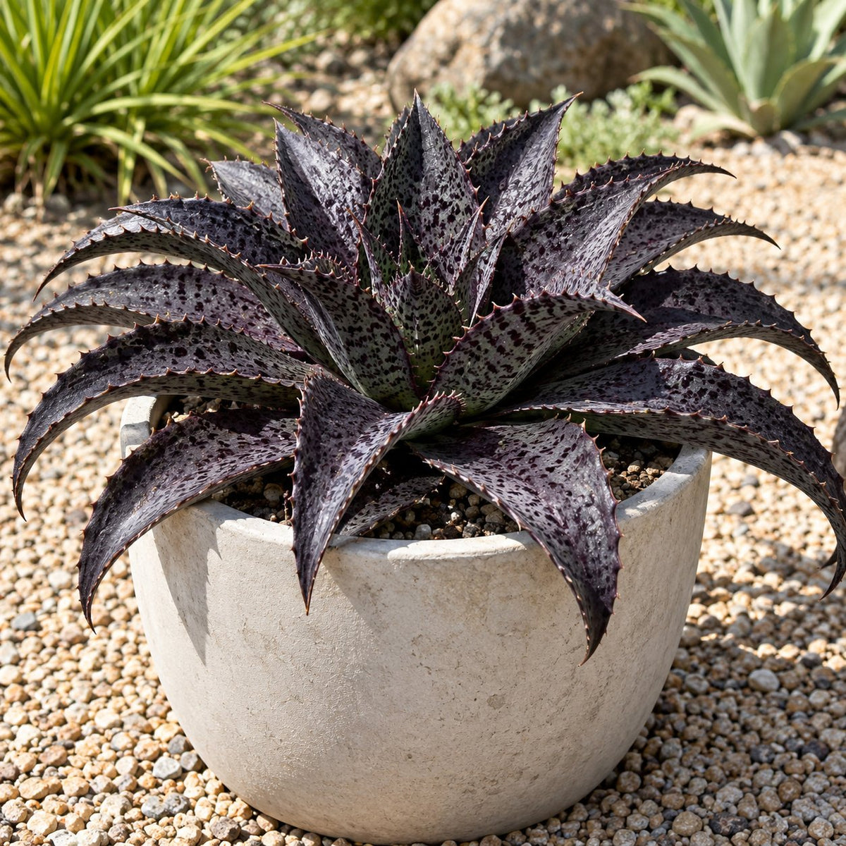 Night Owl Mangave: A Nearly Black Rosette for Sunny Containers