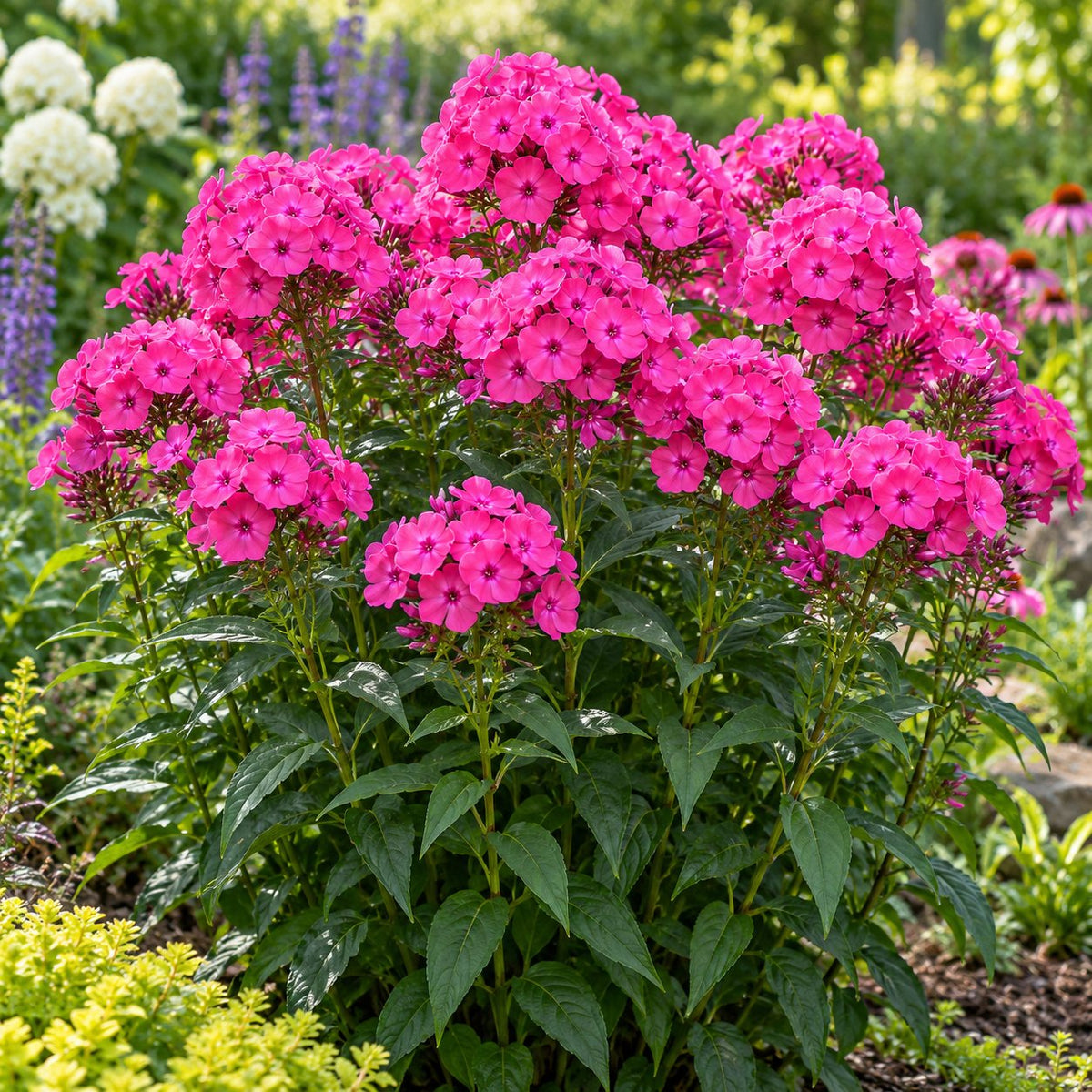 Opening Act Ultrapink Phlox: Fluorescent Pink for Cutting