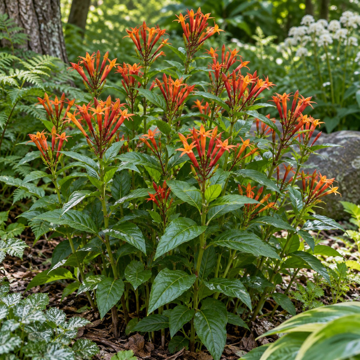 Orange Slices Indian Pink: Native Hummingbird Candles for Shade