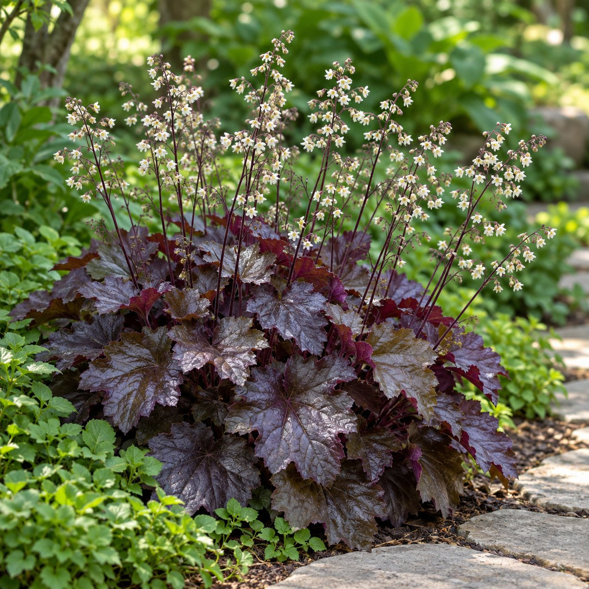Palace Purple Coral Bells: The Classic Bronze Leaf for Bed Edges