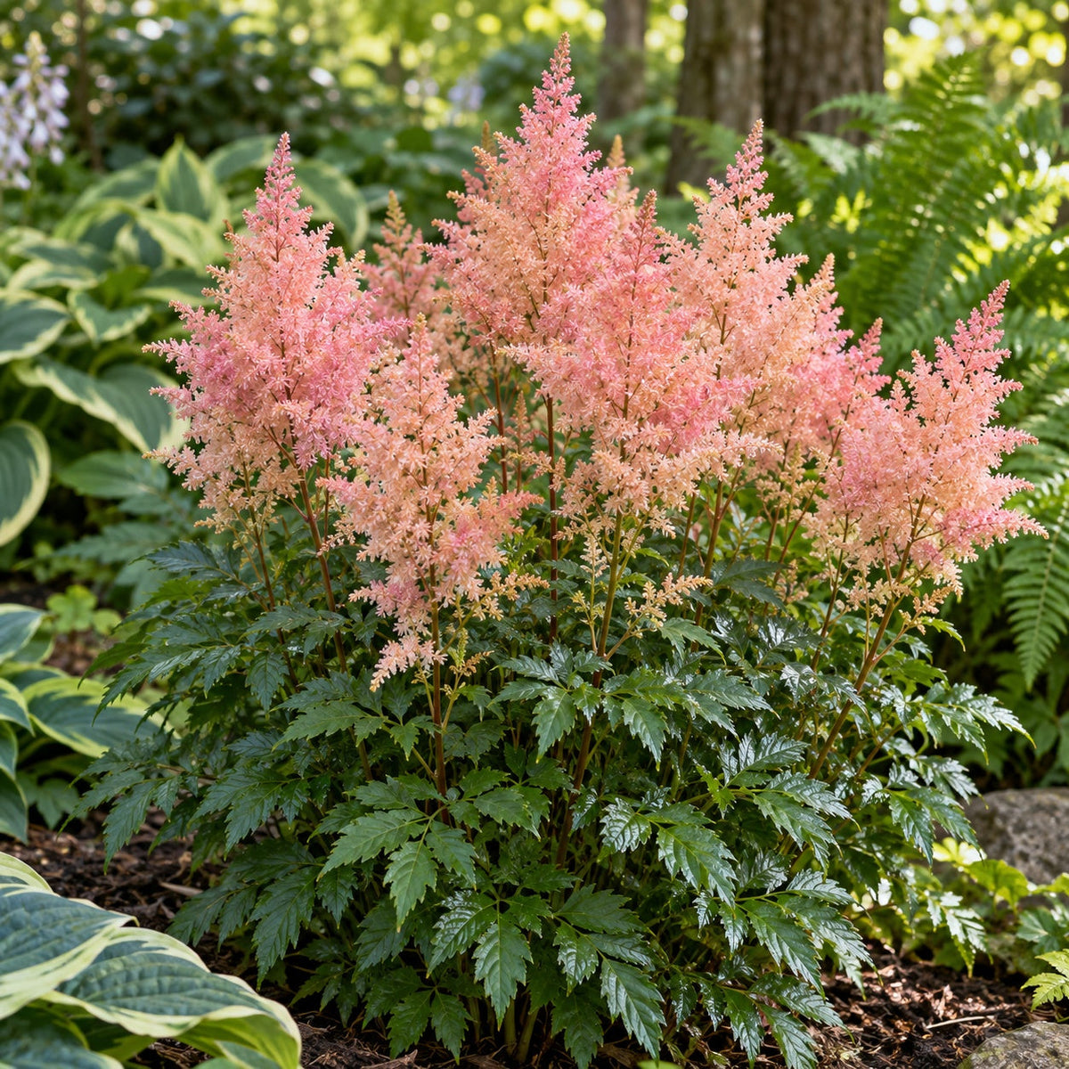 Peach Blossom Astilbe: Soft Peach Plumes for Damp Shade