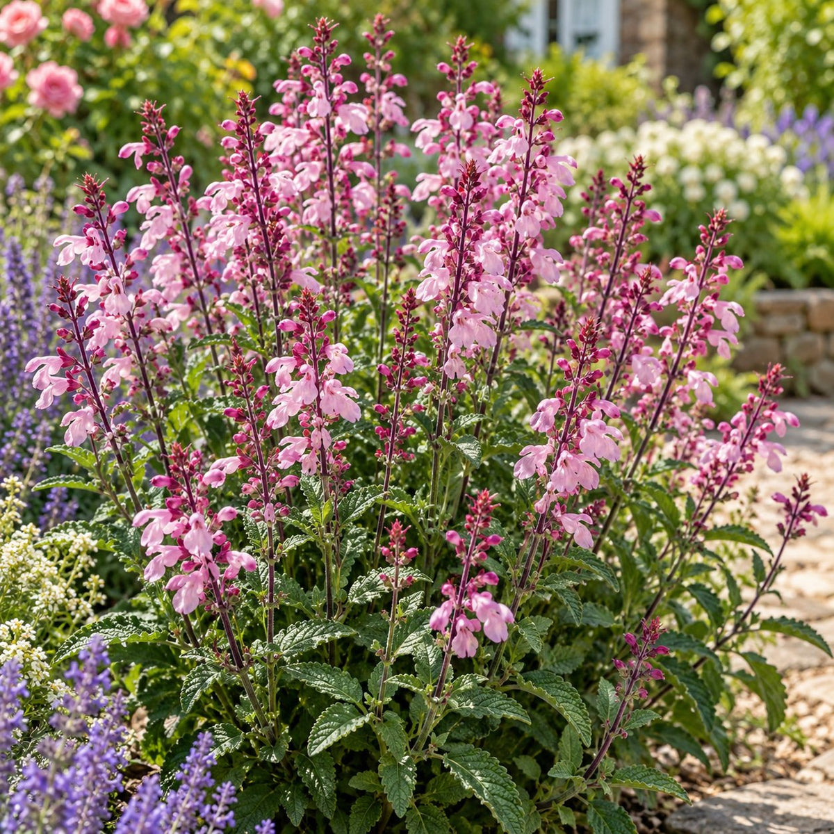 Pink Dawn Salvia: A Cotton-Candy Haze Before the Lavender