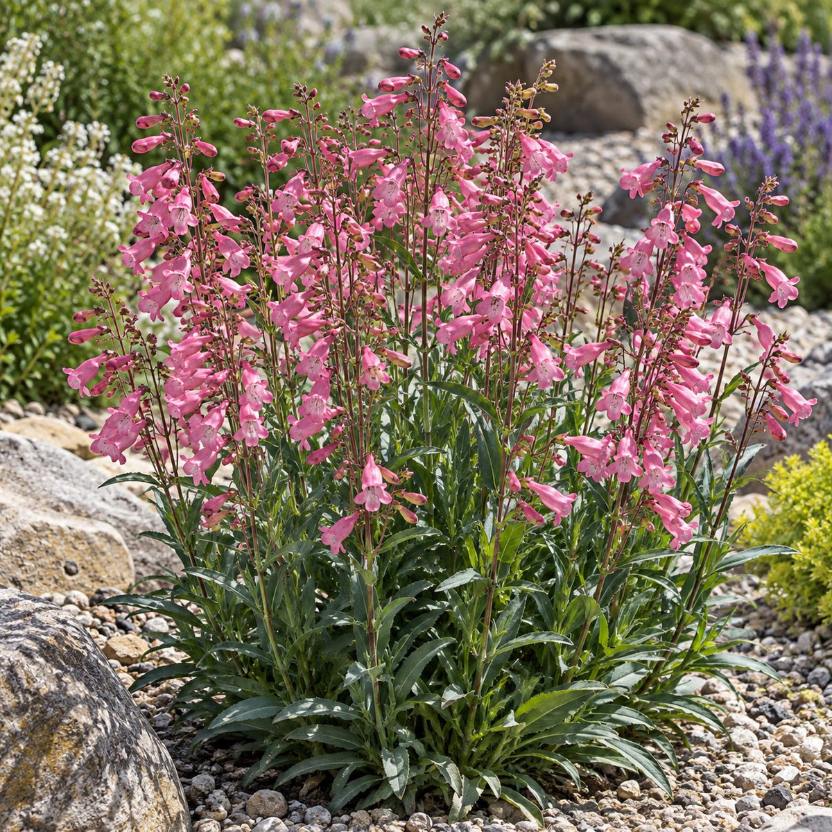 Pink Pearls Penstemon: Hummingbird Pink for a Dry, Sunny Lavender Bed