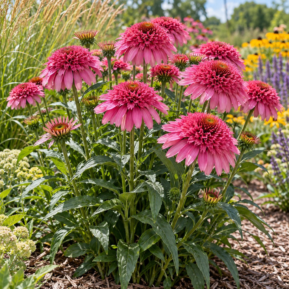 Raspberry Ripple Coneflower: Big Doubles After Lavender Peaks