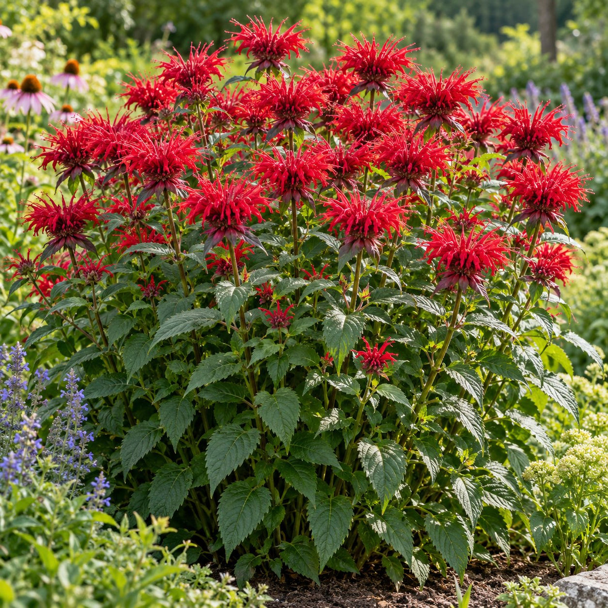 Red Velvet Bee Balm: Big Cherry Heads for the Pollinator Bed