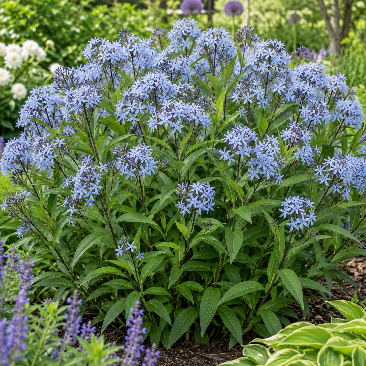 Starstruck Blue Star: A Shrub-Sized Green Mound Behind Lavender