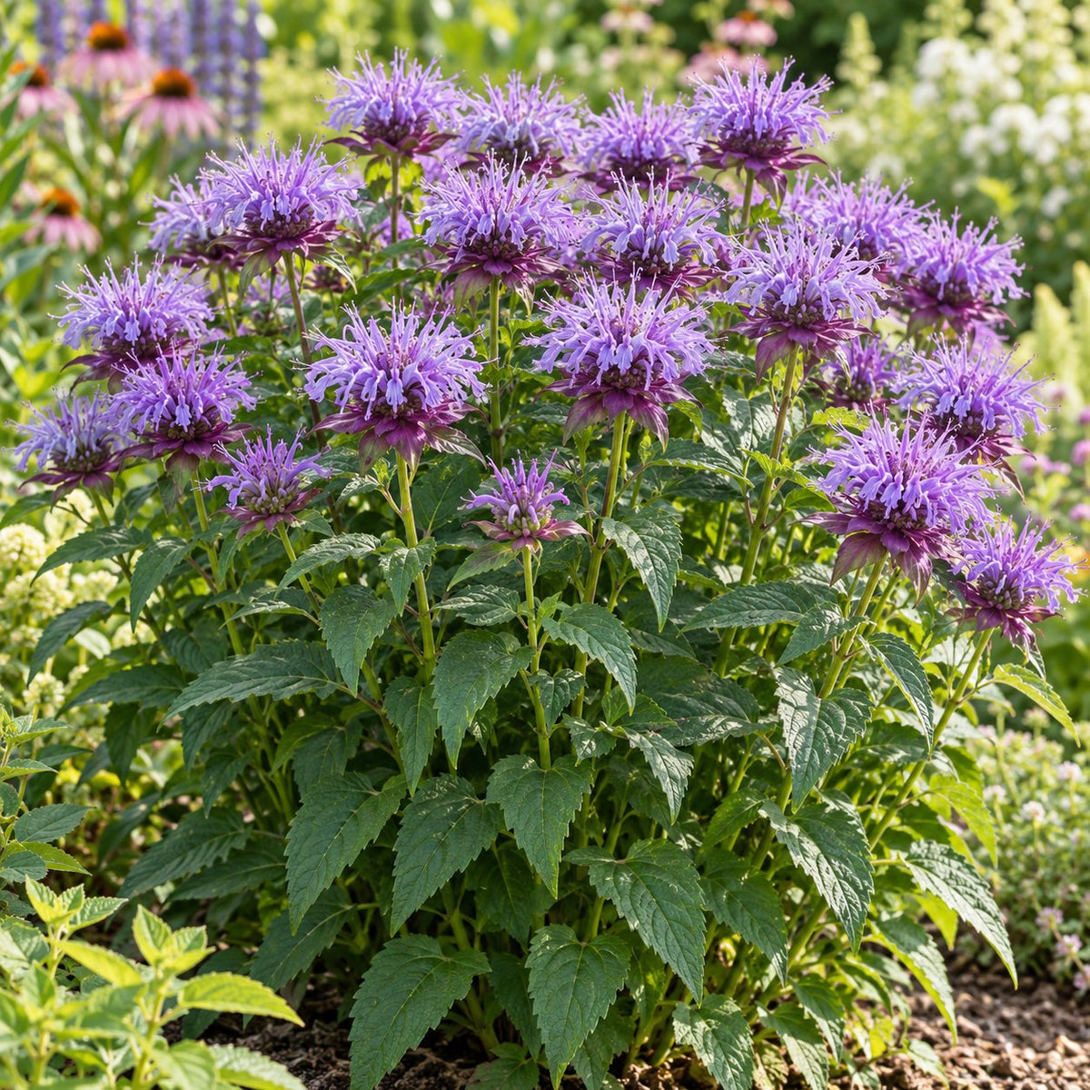Sugar Buzz® Blue Moon Bee Balm: Lavender-Blue Blooms Next Door