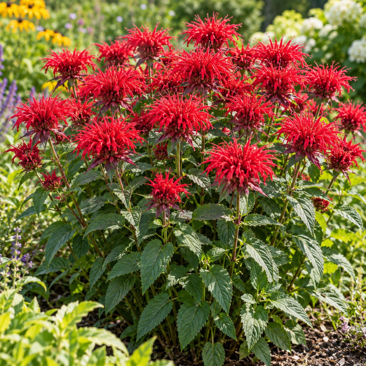 Sugar Buzz® Cherry Pops Bee Balm: Red Blooms Hummingbirds Love