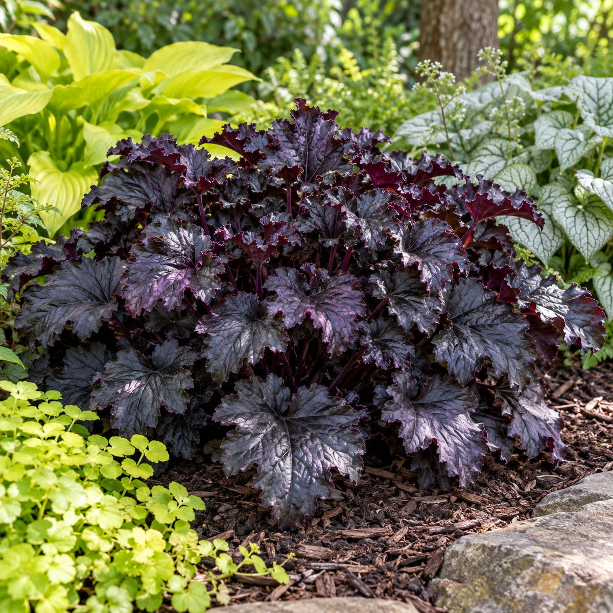 Sultry Night Coral Bells: A Black-Purple Mound to Edge Lavender