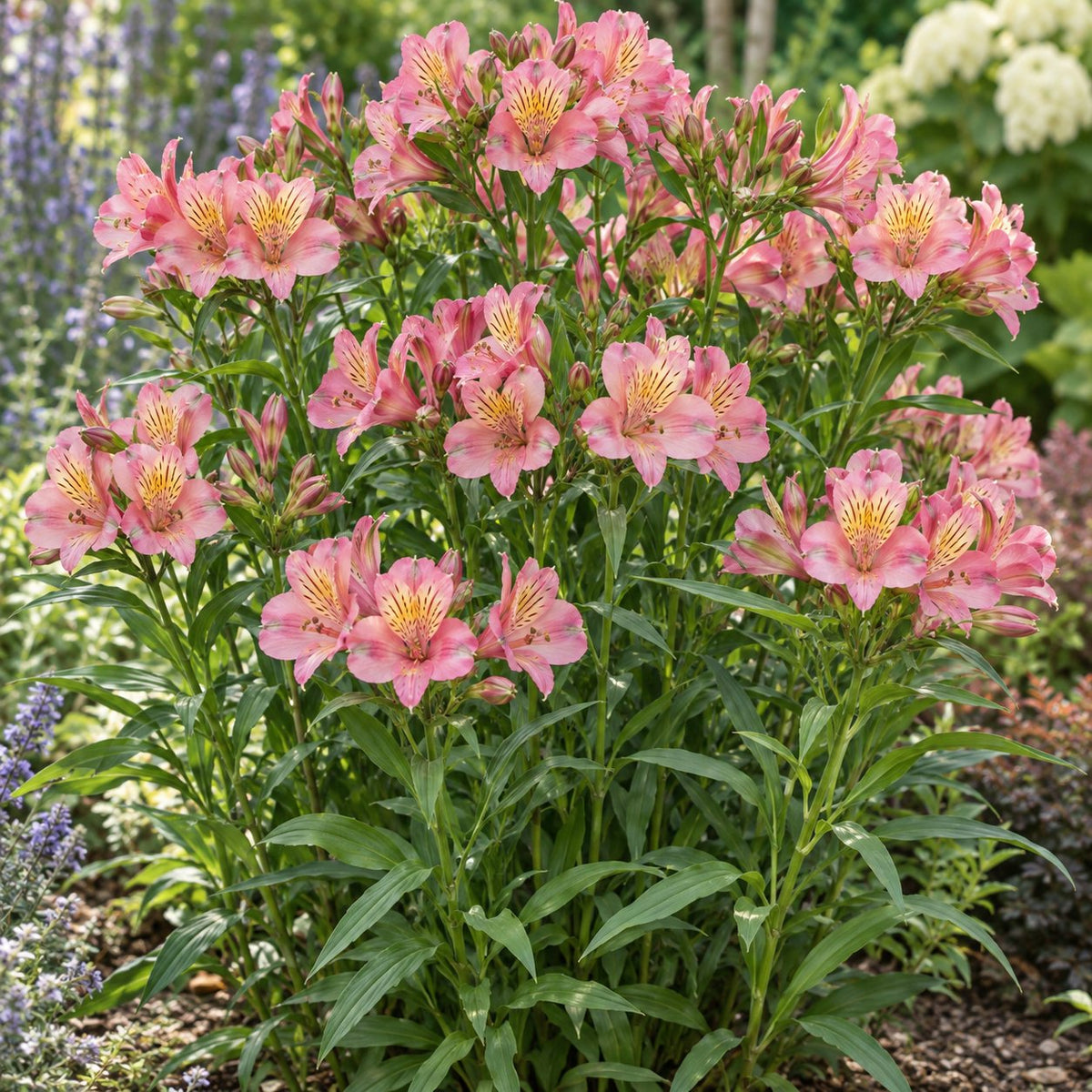 Summer Break Peruvian Lily: Pink Cut Flowers All Summer Long