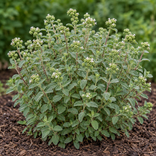 Sweet Marjoram: Oregano's Softer, Sweeter Cousin