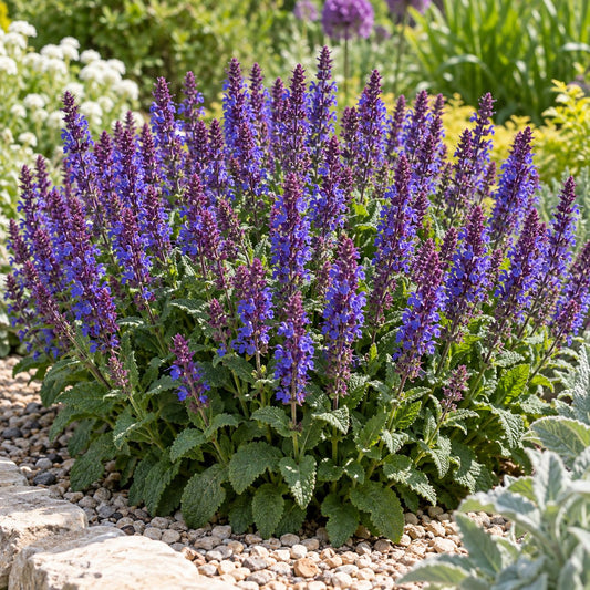 Violet Profusion Salvia: A Compact Two-Tone Edger for Lavender