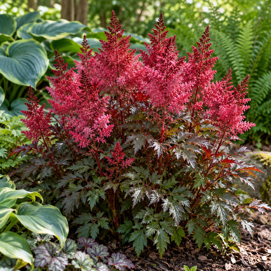 Vision in Red Astilbe: Compact Red Plumes for Damp Shade