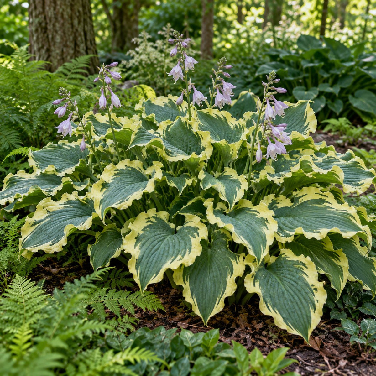 Voices in the Wind Hosta: Ruffled Cream Edges on Wide Blue Leaves