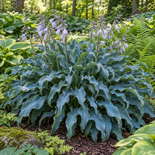 Wild Imagination Hosta: A Big Blue Swirl of Twisting Ribbons