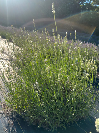 Exceptional® Lavender Plants & Plugs with white flowers bushy growth habit, product image 4