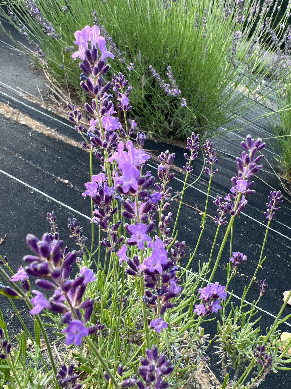 Egerton Blue Lavender Plants & Plugs with dark violet to mauve flowers robust growth habit, product image 2