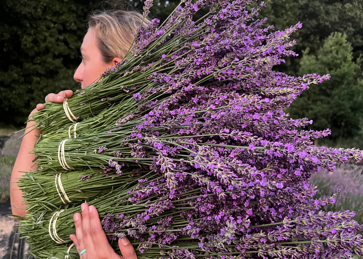 A woman outdoors holding a large bundle of freshly harvested lavender stems, with purple flowers and green stems filling most of the frame.