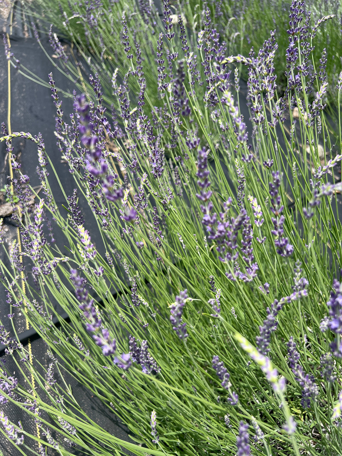 Gros Bleu lavender 20-cell plug tray - image 3