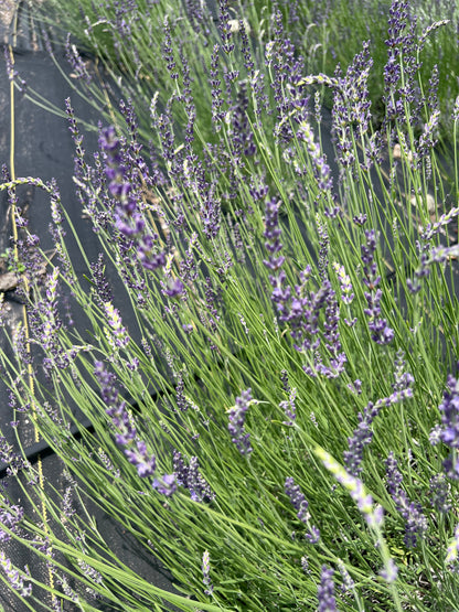 Gros Bleu lavender 20-cell plug tray - image 3