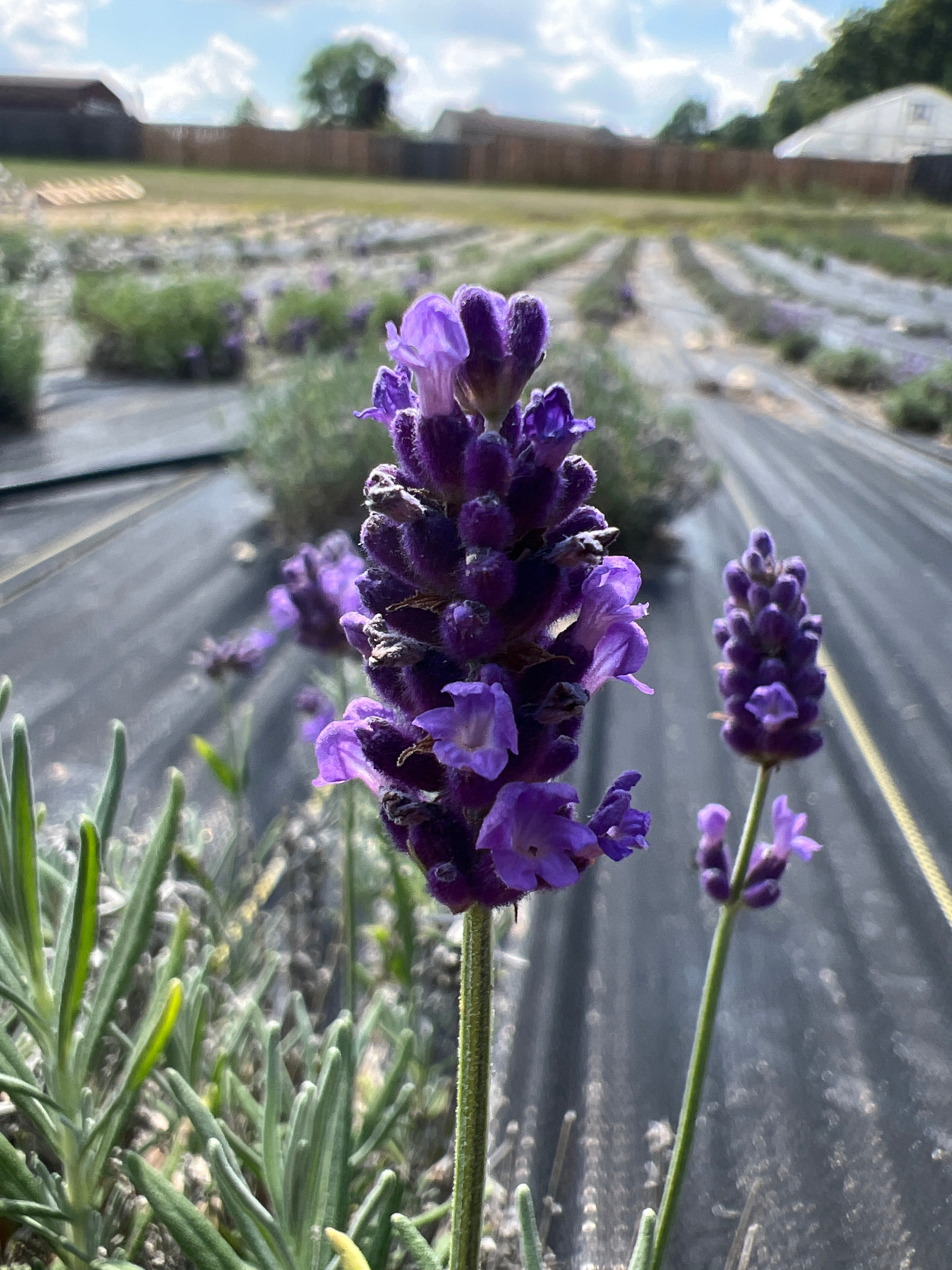 SWEET ROMANCE® Lavender Live Plants & Plugs with purple flowers mounded growth habit