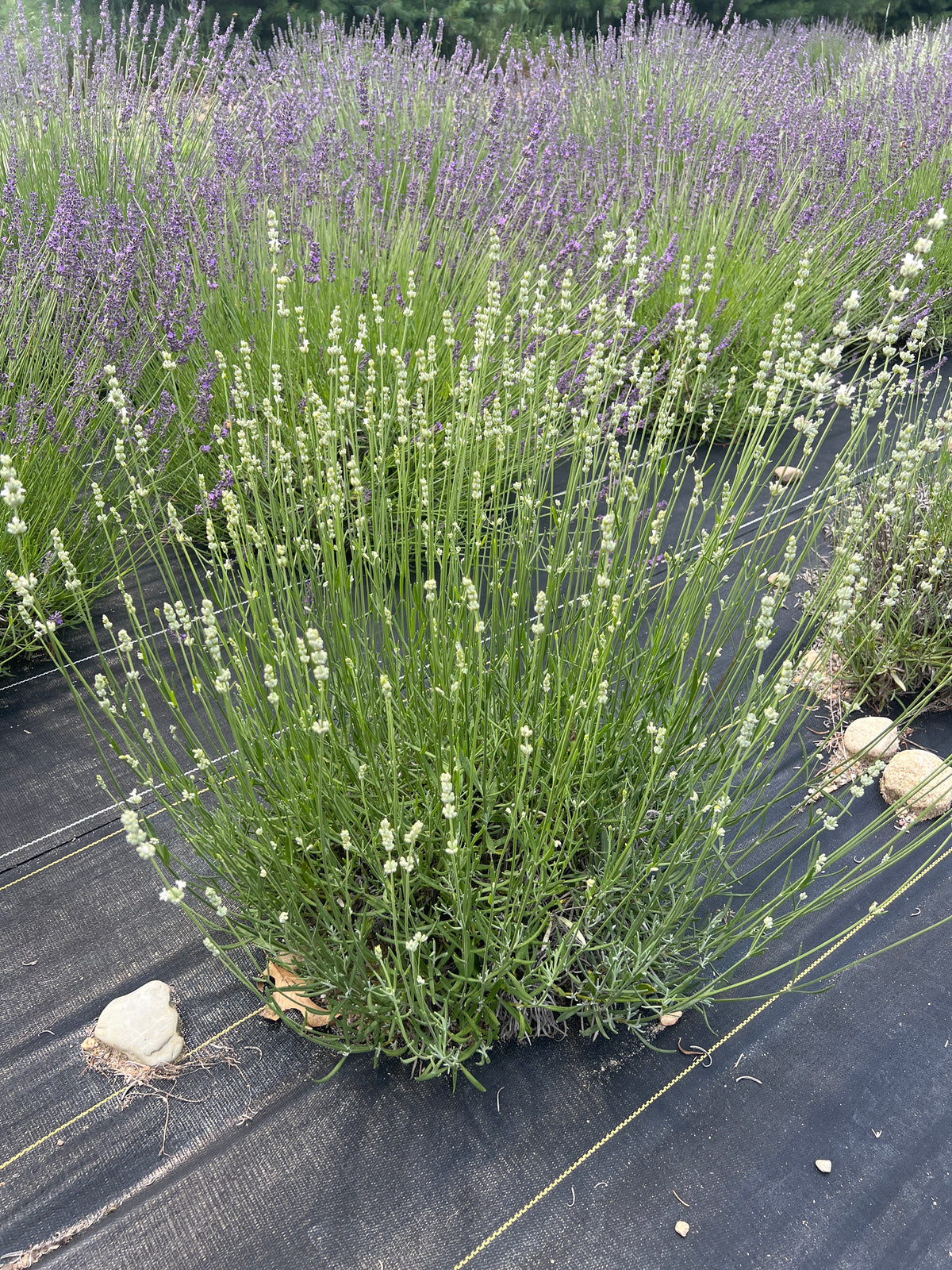 White Spike Lavender Plants & Plugs with white flowers upright growth habit