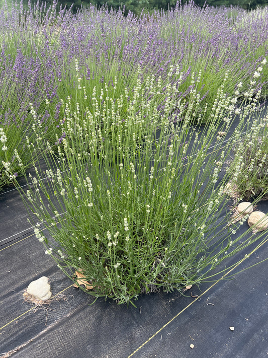 White Spike Lavender Plants & Plugs with white flowers upright growth habit