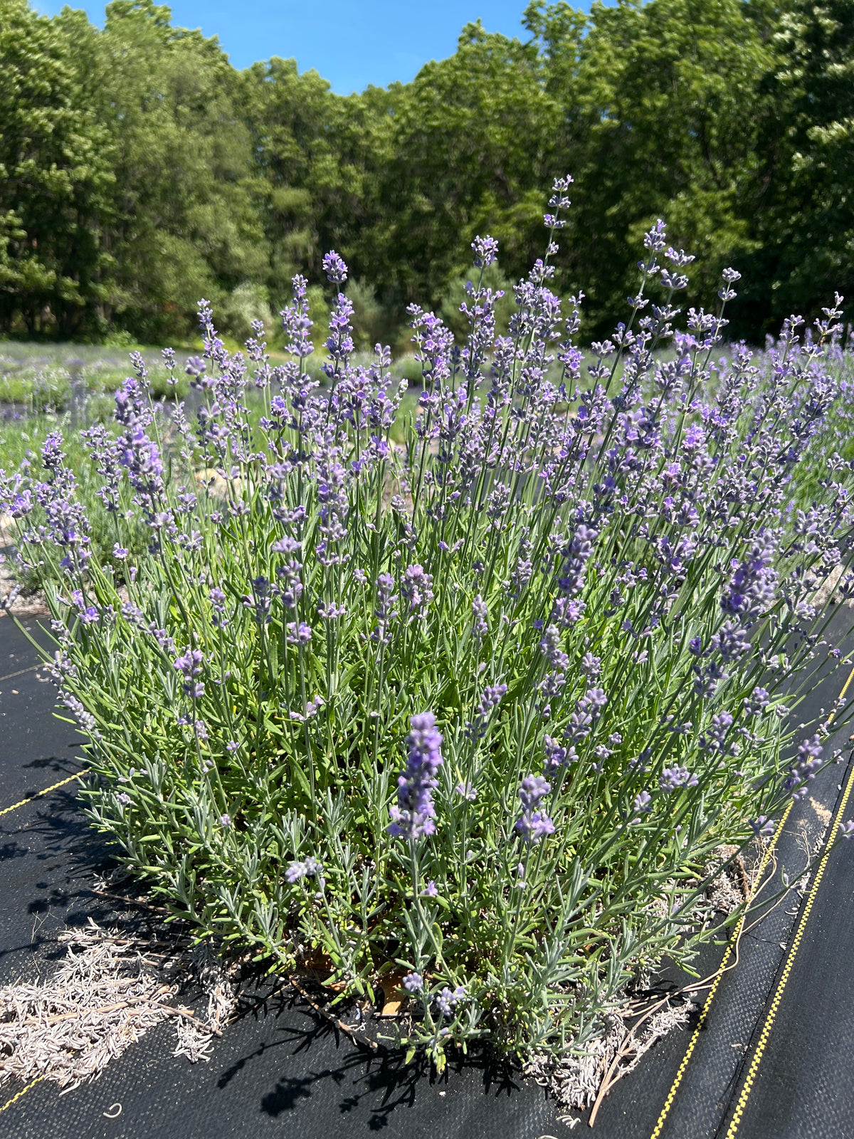 Lavender Seeds – All Varieties