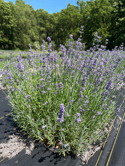 Munstead Lavender Seeds - Lavandula angustifolia