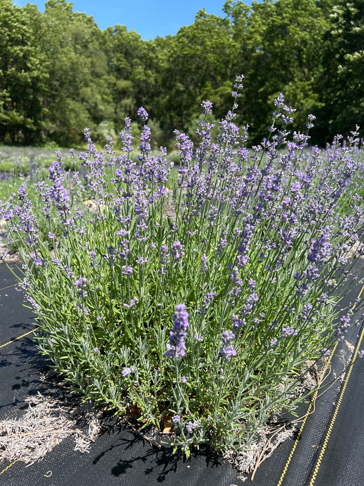 Munstead lavender variety: full blooming lavender plant on ground cover with trees behind
