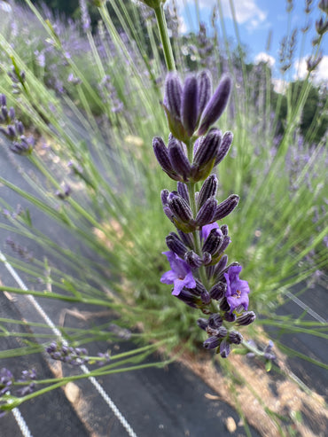 Bleu de Collins Lavender Plants & Plugs with purple flowers vigorous growth habit, product image 2
