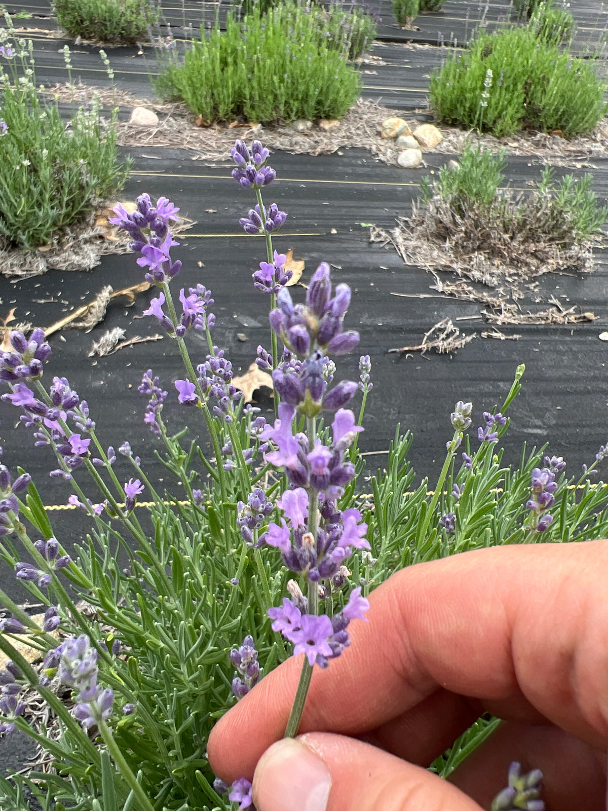 Munstead lavender bare root plant - image 2