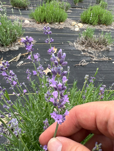 Munstead lavender bare root plant - image 2