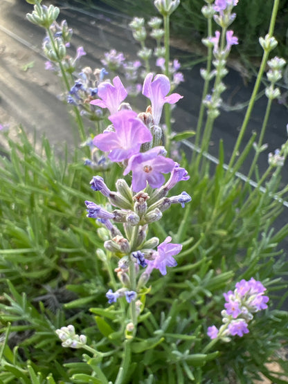 Little Lady Lavender Plants & Plugs with pale lilac-blue flowers compact growth habit