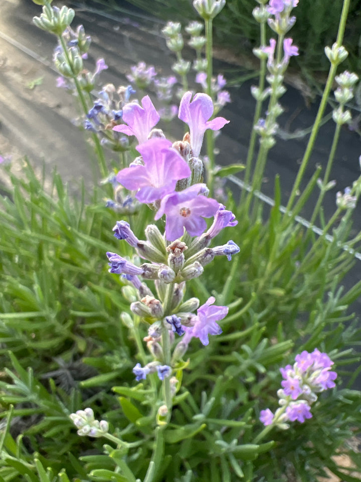 Close-up of Little Lady lavender (Lavandula angustifolia) pale pink-lilac florets