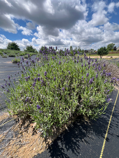 ‘Super Bleu’ Lavender Plants & Plugs with purple flowers upright growth habit