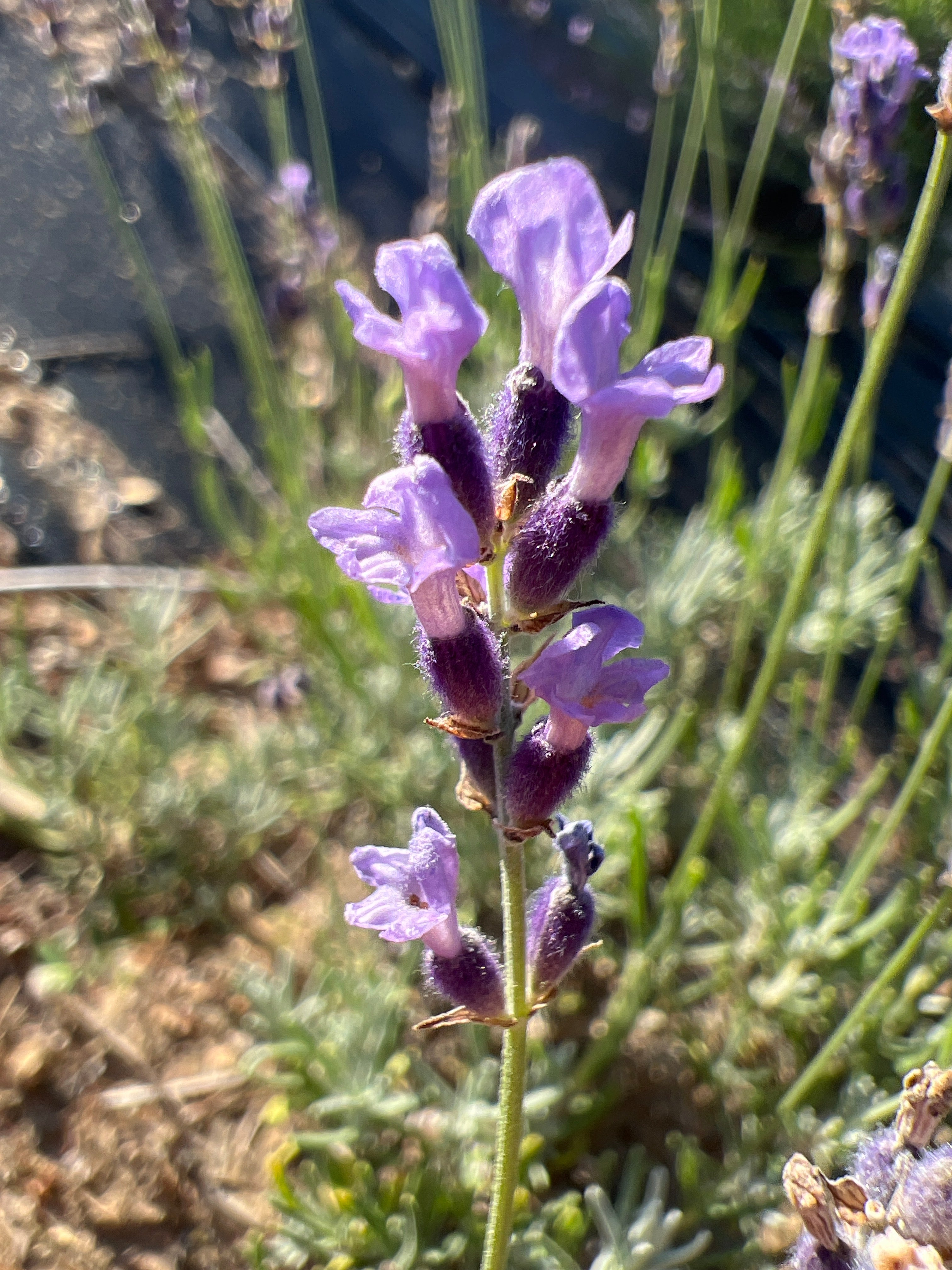 Purple Bouquet Lavender Plants & Plugs with purple flowers upright growth habit