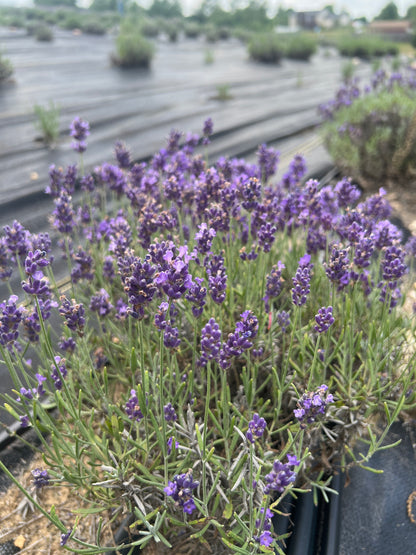Essence Purple lavender bare root plant - image 4