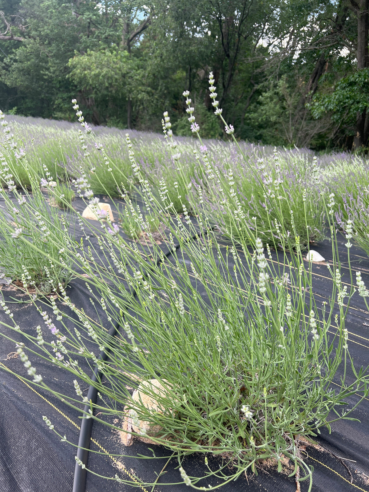 Hidcote Giant lavender 20-cell plug tray - image 3