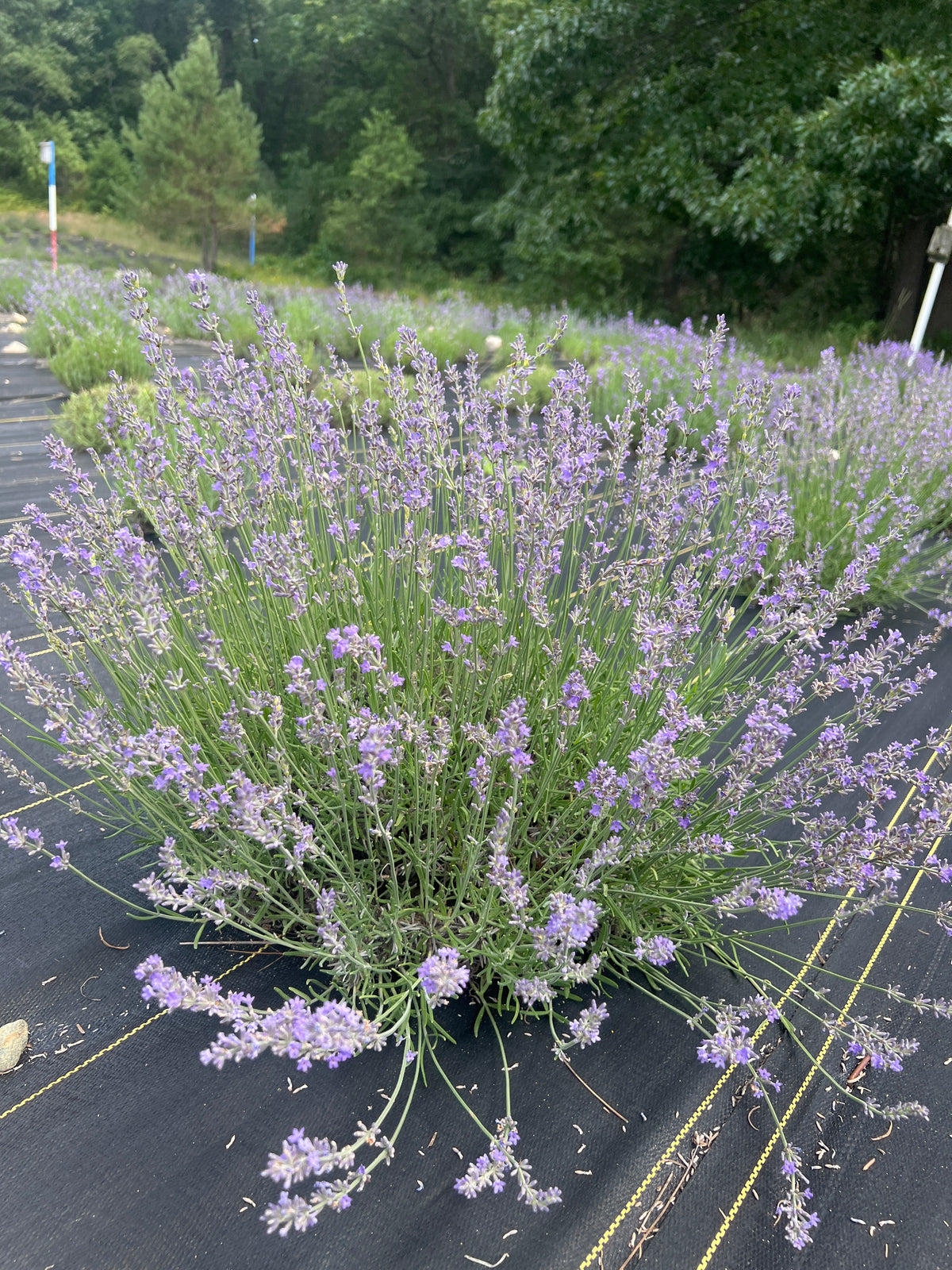 Maillette Lavender Plants & Plugs with purple flowers bushy evergreen shrub growth habit, product image 2