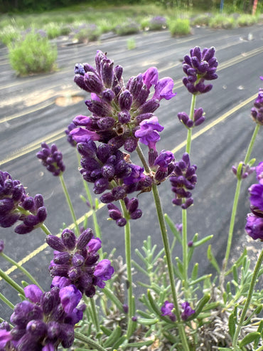 Huckleberry Lavender - Lavandula angustifolia with deep-purple flowers