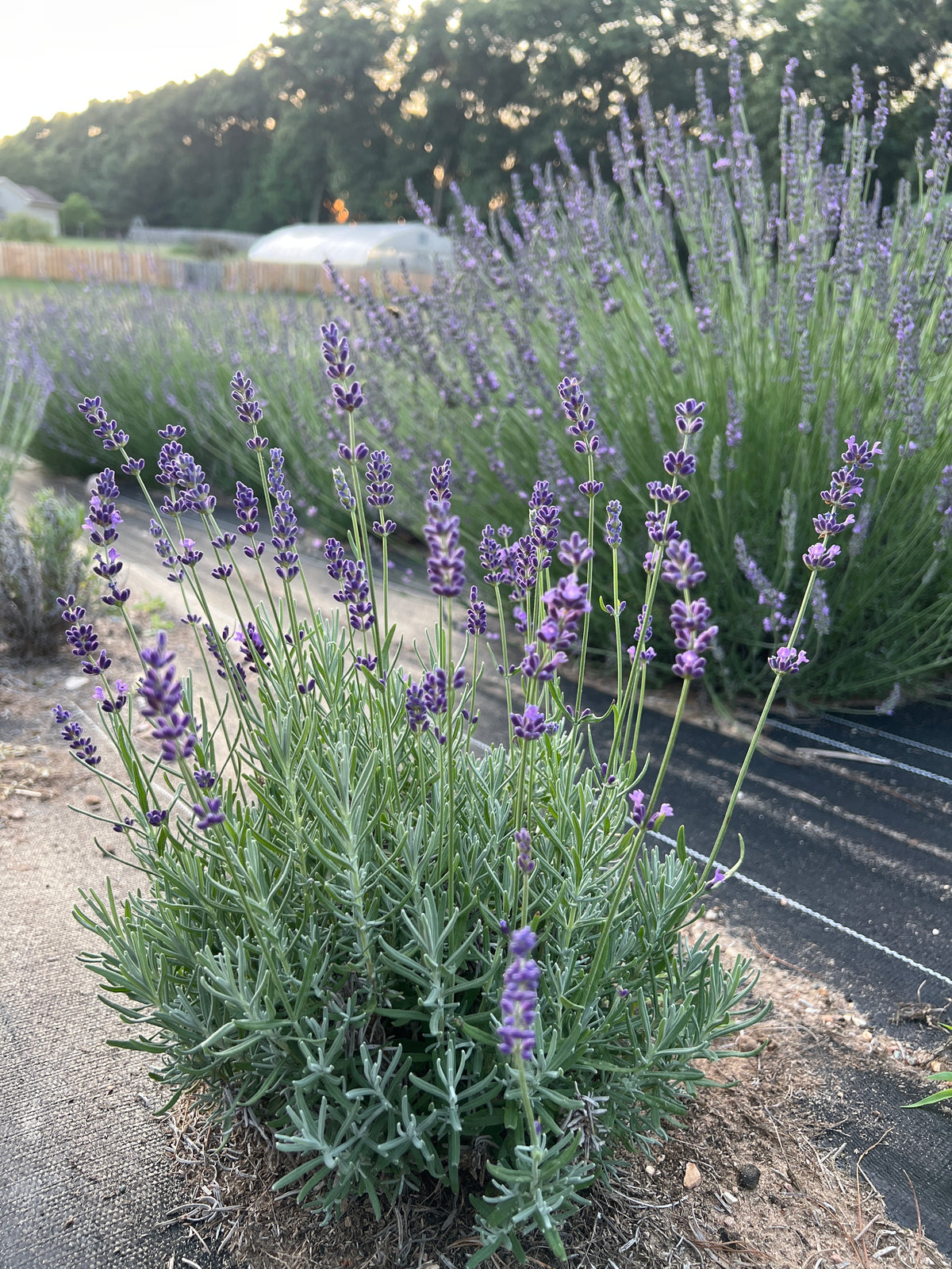 Baby Blue Lavender Plants & Plugs with soft violet flowers dense growth habit