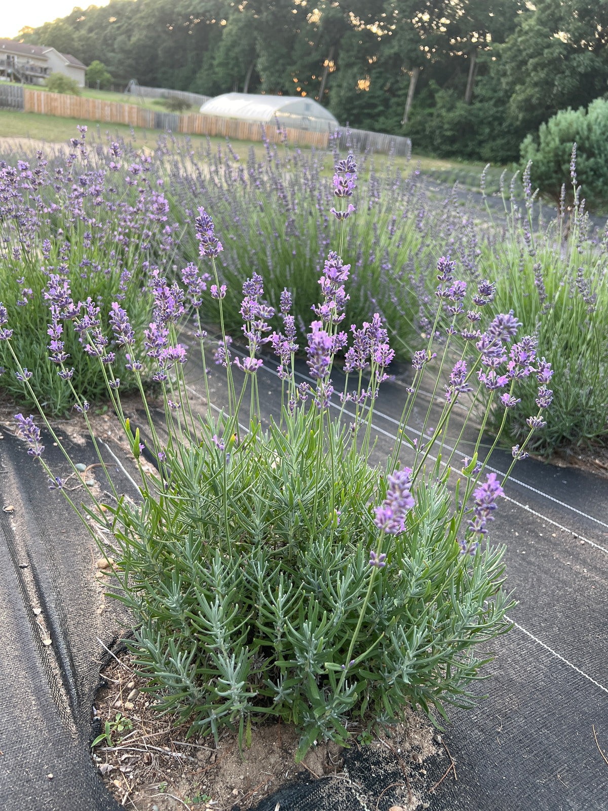 Pacific Blue Lavender Plants & Plugs with rich purple-blue flowers bushy growth habit