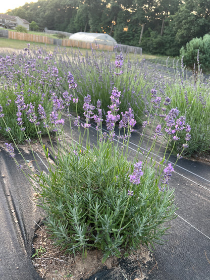 Pacific Blue Lavender Plants & Plugs with rich purple-blue flowers bushy growth habit